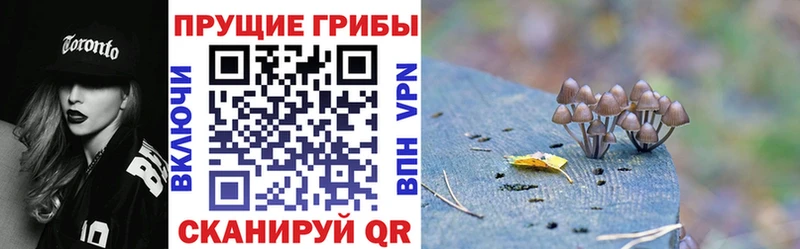 Псилоцибиновые грибы Psilocybe Конаково
