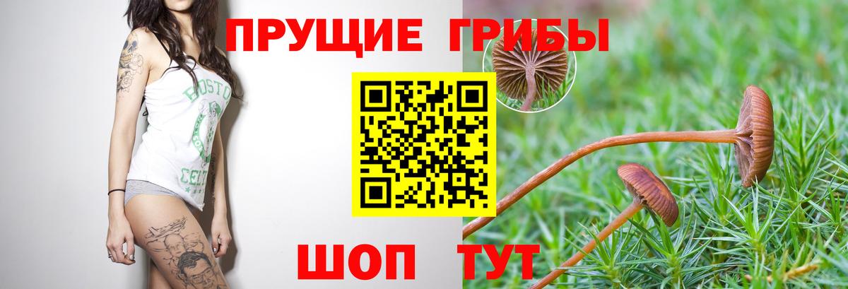 Псилоцибиновые грибы Cubensis  Вход с VPN  Псилоцибиновые грибы GOLDEN TEACHER  Конаково 